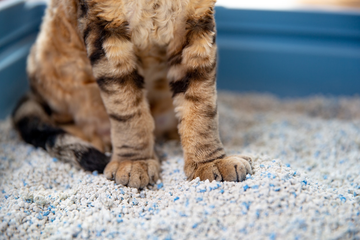 Are There Eco-Friendly Cat Litter Disposal Options?